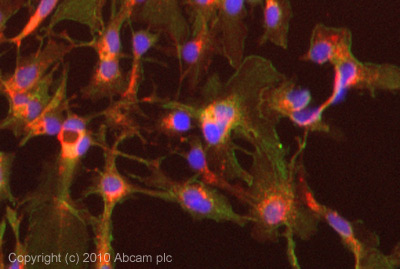 ICC/IF image of ab93848 stained HepG2 cells. The cells were 100% methanol fixed (5 min) and then incubated in 1%BSA / 10% normal goat serum / 0.3M glycine in 0.1% PBS-Tween for 1h to permeabilise the cells and block non-specific protein-protein interactions. The cells were then incubated with the antibody (ab93848, 5µg/ml) overnight at +4°C. The secondary antibody (green) was Alexa Fluor® 488 goat anti-rabbit IgG (H+L) used at a 1/1000 dilution for 1h. Alexa Fluor® 594 WGA was used to label plasma membranes (red) at a 1/200 dilution for 1h. DAPI was used to stain the cell nuclei (blue) at a concentration of 1.43µM. This antibody also gave a positive result in 100% methanol fixed (5 min) HeLa and MCF7 cells at 5µg/ml.
