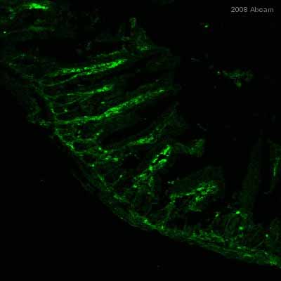 ab25254 staining mouse small intestine tissue sections by IHC-Fr.  Sections were PFA fixed and blocked in 3% BSA for 1 hour at 37°C prior to incubatition with the primary antibody, diluted 1/500, for 12 hours at 4°C.  A Cy3® conjugated goat anti-rat antibody, diluted 1/200, was used as the secondary.See Abreview