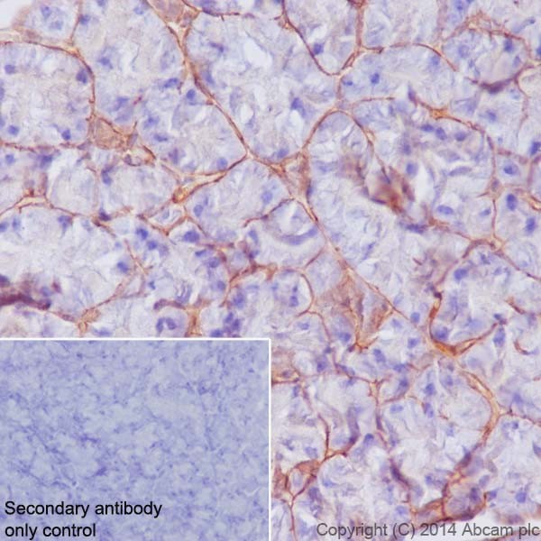 Immunohistochemical analysis of paraffin-embedded mouse pancreas tissue labeling Integrin beta 4 with ab182120 at 1/250 dilution, followed by Goat Anti-Rabbit IgG H&L (HRP) (ab97051) secondary antibody at 1/500 dilution. Cell junction staining on mouse pancreatic acinus is observed. Counter stained with Hematoxylin.Secondary antibody only control: Used PBS instead of primary antibody, secondary antibody is Goat Anti-Rabbit IgG H&L (HRP) (ab97051) at 1/500 dilution.