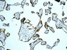 Immunohistochemical analysis of paraffin-embedded Human placenta tissue labeling Integrin beta 4 with ab168386 at 1/50 dilution.