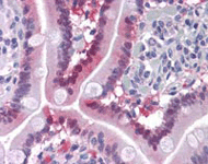 Immunohistological staining of Human small intestine, Formalin-Fixed, Paraffin-Embedded tissue using ab109772 at 1/100 dilution.