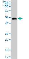Anti-Intrinsic Factor antibody (ab102049) at 1/500 dilution + Mouse stomach lysate at 50 µgdeveloped using the ECL technique