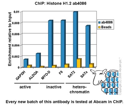 Chromatin was prepared from Hela cells according to the Abcam X-ChIP protocol. Cells were fixed with formaldehyde for 10min. The  ChIP was performed with 25µg of chromatin, 2µg of  ab4086 (blue), and 20µl of Protein A/G sepharose beads. No antibody was added to the beads control (yellow). The immunoprecipitated DNA was quantified by real time PCR (Taqman approach for active and inactive loci, Sybr green approach for heterochromatic loci). Primers and probes are located in the first kb of the transcribed region.     
