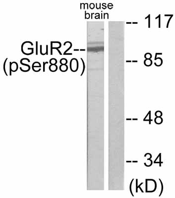 All lanes : Anti-Ionotropic Glutamate receptor 2 (phospho S880) antibody (ab52180) at 1/500 dilutionLane 1 : extracts from mouse brainLane 2 : extracts from mouse brain with blocking phosphopeptide