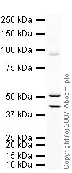 Anti-Ionotropic Glutamate receptor 2 antibody (ab20673) at 1 µg/ml + Brain (Rat) Tissue Lysate - normal tissue at 10 µgSecondaryIRDye 680 Conjugated Goat Anti-Rabbit IgG (H+L) at 1/10000 dilution