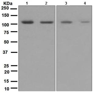 All lanes : Anti-Ionotropic Glutamate receptor 4 antibody [EPR2512(2)] (ab109431) at 1/1000 dilutionLane 1 : Rat brain lysateLane 2 : Mouse brain lysateLane 3 : Human cerebellum lysateLane 4 : SH-SY5Y lysateLysates/proteins at 10 µg per lane.