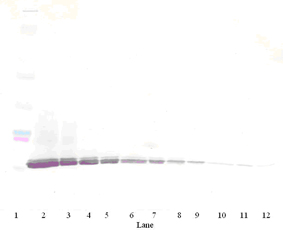 Western blot performed with ab9938 at 0.2 ug/ml Lane 1: MultiMark MultiColor Standard (Invitrogen) Lane 2: 250 ng Murine IP-10 Lane 3: 125 ng Murine IP-10 Lane 4: 62.5 ng Murine IP-10 Lane 5: 31.25 ng Murine IP-10 Lane 6: 15.625 ng Murine IP-10 Lane 7: 7.8 ng Murine IP-10 Lane 8: 3.9 ng Murine IP-10 Lane 9: 1.95 ng Murine IP-10 Lane 10: 0.975 ng Murine IP-10 Lane 11: 0.4875 ng Murine IP-10 Lane 12 0.24 ng Murine IP-10