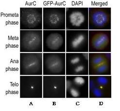 Immunofluorescence assay using HeLa cells expressing GFP-Aurora C was performed at different cellular mitotic stages, using ab38299 as primary antibody (A), GFP fluorescence (B), DAPI nuclear staining (C), and ab38299 merged to DAPI staining (column D).