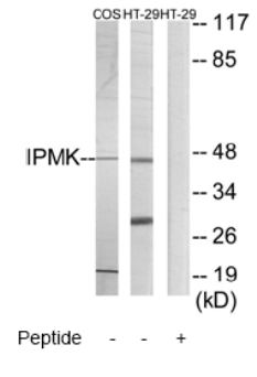 All lanes : Anti-IPMK antibody (ab69572) at 1/500 dilutionLane 1 : extracts from COS7 cellsLane 2 : extracts from HT29 cellsLane 3 : extracts from COS7 cells with immunizing peptide at 10 µgLysates/proteins at 30 µg per lane.