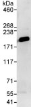 Detection of IQGAP1 by Western Blot of Immunprecipitate. ab86064 at 0.4µg/ml staining IQGAP1 in HeLa whole cell lysate immunoprecipitated using ab86064 at 3µg/mg lysate (1 mg/IP; 20% of IP loaded/lane). Detection: Chemiluminescence with exposure time of 10 seconds.