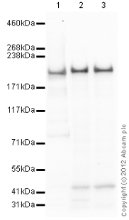All lanes : Anti-IQGAP1 antibody (ab110203) at 1 µg/mlLane 1 : Placenta (Human) Tissue Lysate - adult normal tissue (ab29745)Lane 2 : HeLa (Human epithelial carcinoma cell line) Whole Cell LysateLane 3 : HEK293 (Human embryonic kidney cell line) Whole Cell LysateLysates/proteins at 10 µg per lane.SecondaryGoat Anti-Rabbit IgG H&L (HRP) preadsorbed (ab97080) at 1/5000 dilutiondeveloped using the ECL techniquePerformed under reducing conditions.