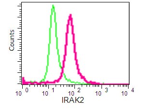 Flow cytometric analysis of 2% paraformaldehyde-fixed MOLT4 cells labeling IRAK2 with ab192249 at 1/220 dilution (pink), compared to a Rabbit monoclonal IgG isotype control (green), followed by Goat anti rabbit IgG (FITC) secondary antibody at 1/150 dilution.