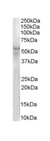 Anti-IRAK4 antibody (ab32898) at 1 µg/ml (1 hour) + 35 ug of HeLa cell lysate in RIPA bufferdeveloped using the ECL technique