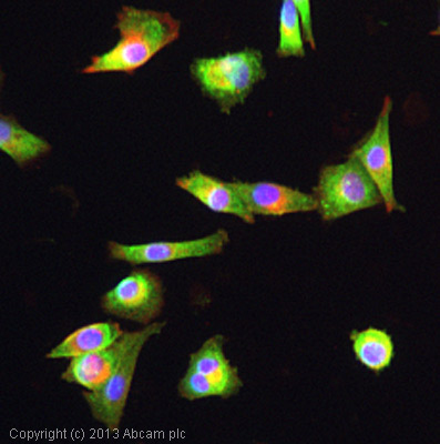 ICC/IF image of ab104157 stained Malme-3M cells. The cells were 4% paraformaldehyde fixed (10 min) and then incubated in 1%BSA / 10% normal goat serum / 0.3M glycine in 0.1% PBS-Tween for 1h to permeabilise the cells and block non-specific protein-protein interactions. The cells were then incubated with the antibody (ab104157, 5µg/ml) overnight at +4°C. The secondary antibody (green) was ab96899, DyLight® 488 goat anti-rabbit IgG (H+L) used at a 1/250 dilution for 1h. Alexa Fluor® 594 WGA was used to label plasma membranes (red) at a 1/200 dilution for 1h. DAPI was used to stain the cell nuclei (blue) at a concentration of 1.43µM.