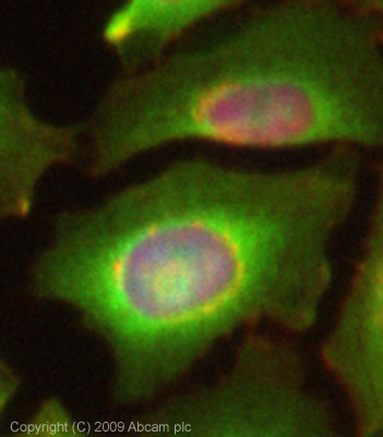 ICC/IF image of ab73683 stained HeLa cells. The cells were 4% PFA fixed (10 min) and then incubated in 1%BSA / 10% normal goat serum / 0.3M glycine in 0.1% PBS-Tween for 1h to permeabilise the cells and block non-specific protein-protein interactions. The cells were then incubated with the antibody (ab73683, 1µg/ml) overnight at +4°C. The secondary antibody (green) was Alexa Fluor® 488 goat anti-rabbit IgG (H+L) used at a 1/1000 dilution for 1h. Alexa Fluor® 594 WGA was used to label plasma membranes (red) at a 1/200 dilution for 1h. DAPI was used to stain the cell nuclei (blue) at a concentration of 1.43µM. This antibody also gave a positive result in 100% methanol fixed (5 min) HeLa, HepG2 and MCF7 cells at 1µg/ml.