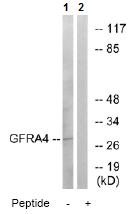 All lanes : Anti-Persephin receptor antibody (ab74329) at 1/500 dilutionLane 1 : extracts from HeLa cellsLane 2 : extracts from HeLa cells with immunizing peptide at 10 µgLysates/proteins at 5 µg per lane.