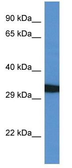 Anti-Persephin receptor antibody (ab117939) at 1 µg/ml + 721_B cell lysate at 10 µg