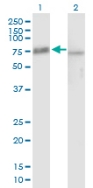 All lanes : Anti-Pescadillo antibody (ab88543) at 1 µg/mlLane 1 : Pescadillo transfected 293T cell lysate Lane 2 : Non transfected 293T cell lysate Lysates/proteins at 50 µg per lane.SecondaryGoat Anti-Mouse IgG (H&L)-HRP Conjugate at 1/2500 dilution