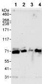 All lanes : Anti-Pescadillo antibody (ab72539) at 0.04 µg/mlLane 1 : HeLa whole cell lysate at 50 µgLane 2 : HeLa whole cell lysate at 15 µgLane 3 : HeLa whole cell lysate at 5 µgLane 4 : 293T whole cell lysate at 50 µg