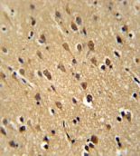 Immunohistochemical analysis of formalin-fixed, paraffin-embedded Human brain tissue labeling PFAS with ab174331 at 1/50 dilution, followed by peroxidase conjugation of the secondary antibody and DAB staining.