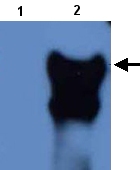 All lanes : Anti-PFD1145c antibody (ab22123) at 1/1000 dilutionLane 1 : Total protein extract from E. coli with ~50ng to 100ng of a negative control fusion protein with an irrelevant antigen at 20 ugLane 2 : Total protein extract from E. coli with ~50ng to 500ng of the antigen fusion protein at 20 ugSecondaryRabbit anti-mouse IgG + IgM, (H+L) horseradish peroxidase conjugated at 1/5000 dilution