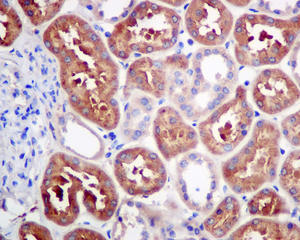 Immunohistochemical analysis of paraffin-embedded Human kidney tissue labeling PFDN1 with ab151708 at 1/100 dilution.