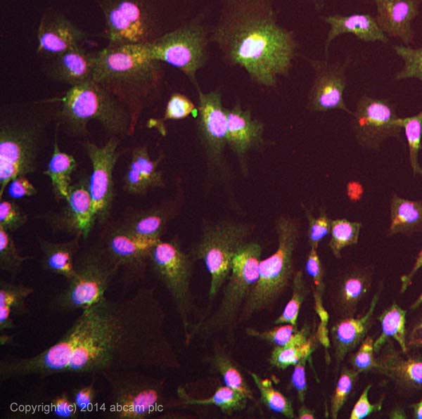 ICC/IF image of ab155564 stained HepG2 cells. The cells were 4% formaldehyde fixed (10 min) and then incubated in 1%BSA / 10% normal goat serum / 0.3M glycine in 0.1% PBS-Tween for 1h to permeabilise the cells and block non-specific protein-protein interactions. The cells were then incubated with the antibody ab155564 at 5µg/ml overnight at +4°C. The secondary antibody (pseudo-colored green) was Alexa Fluor® 488 goat anti- rabbit (ab150081) IgG (H+L) preadsorbed, used at a 1/1000 dilution for 1h. Alexa Fluor® 594 WGA was used to label plasma membranes (pseudo-colored red) at a 1/200 dilution for 1h at room temperature. DAPI was used to stain the cell nuclei (pseudo-colored blue) at a concentration of 1.43µM for 1hour at room temperature.