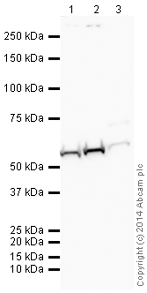 All lanes : Anti-PFKFB1 antibody (ab155564) at 1 µg/ml (Milk blocking 3%)Lane 1 : Liver (Mouse) Tissue LysateLane 2 : Liver (Rat) Tissue LysateLane 3 : Liver (Human) Tissue Lysate - adult normal tissueLysates/proteins at 25 µg per lane.SecondaryGoat Anti-Rabbit IgG H&L (HRP) (ab97051) at 1/50000 dilutiondeveloped using the ECL techniquePerformed under reducing conditions.