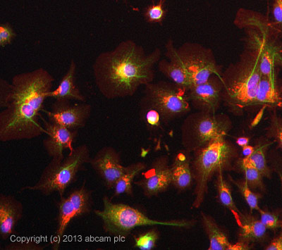 ICC/IF image of ab70175 stained HepG2 cells. The cells were 100% methanol fixed (5 min) and then incubated in 1%BSA / 10% normal goat serum / 0.3M glycine in 0.1% PBS-Tween for 1h to permeabilise the cells and block non-specific protein-protein interactions. The cells were then incubated with the antibody ab70175 at 5µg/ml overnight at +4°C. The secondary antibody (green) was DyLight® 488 goat anti- rabbit (ab96899) IgG (H+L) used at a 1/250 dilution for 1h. Alexa Fluor® 594 WGA was used to label plasma membranes (red) at a 1/200 dilution for 1h. DAPI was used to stain the cell nuclei (blue) at a concentration of 1.43µM.
