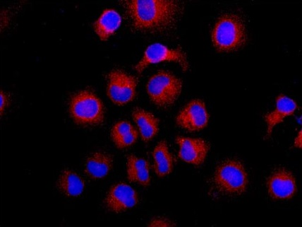 Immunofluorescent analysis of HeLa cells (-20°C Acetone-fixed) staining PFKL with ab181064 at 1/100 dilution, followed by Goat anti rabbit IgG (Alexa Fluor® 555) secondary antibody at 1/200 dilution. Counter stained with Dapi.