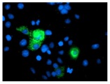 ab119185 (1/100) immunofluorescent staining of COS7 cells transiently transfected by pCMV6-ENTRY PGAM2.