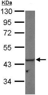 Anti-PGK1 antibody (ab154613) at 1/1000 dilution + Mouse brain whole cell lysate at 50 µg