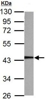 Anti-PGK1 antibody (ab154613) at 1/1000 dilution + Rat liver whole cell lysate at 50 µg