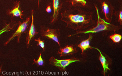 ICC/IF image of ab90787 stained HeLa cells. The cells were 100% methanol fixed (5 min) and then incubated in 1%BSA / 10% normal goat serum / 0.3M glycine in 0.1% PBS-Tween for 1h to permeabilise the cells and block non-specific protein-protein interactions. The cells were then incubated with the antibody ab90787 at 5µg/ml overnight at +4°C. The secondary antibody (green) was Alexa Fluor® 488 goat anti- rabbit IgG (H+L) used at a 1/1000 dilution for 1h. Alexa Fluor® 594 WGA was used to label plasma membranes (red) at a 1/200 dilution for 1h. DAPI was used to stain the cell nuclei (blue) at a concentration of 1.43µM. This antibody also gave a positive result in formaldehyde fixed (4%) (10 min) HeLa cells.