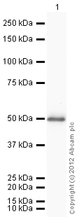Anti-PGK1 antibody (ab90787) at 1 µg/ml + Human PGK1 full length protein (ab87630) at 0.1 µgSecondaryGoat Anti-Rabbit IgG H&L (HRP) preadsorbed (ab97080) at 1/5000 dilutiondeveloped using the ECL techniquePerformed under reducing conditions.Exposure time : 30 seconds