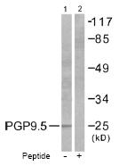 All lanes : Anti-PGP9.5 antibody (ab53057) at 1/500 dilutionLane 1 : Extracts from 293 cells, no immunising peptideLane 2 : Extracts from 293 cells, immunising peptide present