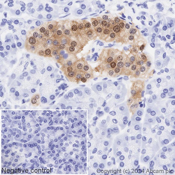 IHC image of PGP9.5 staining in a section of formalin-fixed paraffin-embedded normal human pancreas tissue*, performed on a Leica BOND. The section was pre-treated using heat mediated antigen retrieval with sodium citrate buffer (pH6, epitope retrieval solution 1) for 20mins. The section was then incubated with ab195533 at 1/500 dilution, for 15 mins at room temperature. DAB was used as the chromogen. The section was then counterstained with haematoxylin and mounted with DPX. The inset negative control image is taken from an identical assay without primary antibody.For other IHC staining systems (automated and non-automated) customers should optimize variable parameters such as antigen retrieval conditions, primary antibody concentration and antibody incubation times.*Tissue obtained from the Human Research Tissue Bank, supported by the NIHR Cambridge Biomedical Research Centre