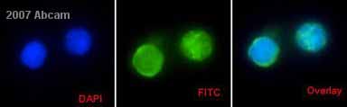 ab13903 at 1/100 staining human bone Marrow derived CD34+ cells by ICC/IF. The cells were paraformaldehyde fixed, permeabilized and blocked with BSA before incubation with the antibody for 24 hours at 4°C. A FITC conjugated goat anti-mouse IgG was used as the secondary. The cells were counterstained with DAPI. The image shows staining mainly in the cytoplasmic region.See Abreview