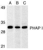 Western blot analysis of PHAP I expression in human Raji cell (A), mouse (B) and rat (C) testis tissue llysates with anti-PHAP I at 1 µg/ml