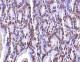 ab5991 at 2µg/ml staining PHAP1 in mouse small intestine tissue by IHC
