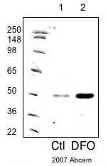 All lanes : Anti-PHD2 / prolyl hydroxylase antibody (ab4561) at 1/1000 dilutionLane 1 : U2OS osteosarcoma cells (untreated) - whole cell lysateLane 2 : U2OS osteosarcoma cells (100uM DFO for 24 hours) - whole cell lysateLysates/proteins at 20 µg per lane.SecondaryHRP conjugated goat anti-rabbitdeveloped using the ECL techniquePerformed under reducing conditions.