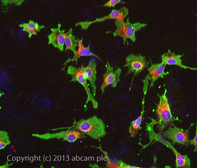 ICC/IF image of ab109088 stained HepG2 cells. The cells were 100% methanol fixed (5 min) and then incubated in 1%BSA / 10% normal goat serum / 0.3M glycine in 0.1% PBS-Tween for 1h to permeabilise the cells and block non-specific protein-protein interactions. The cells were then incubated with the antibody ab109088 at 1/200 dilution overnight at +4°C. The secondary antibody (green) was DyLight® 488 goat anti- rabbit (ab96899) IgG (H+L) used at a 1/250 dilution for 1h. Alexa Fluor® 594 WGA was used to label plasma membranes (red) at a 1/200 dilution for 1h. DAPI was used to stain the cell nuclei (blue) at a concentration of 1.43µM.