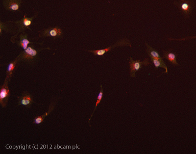 ICC/IF image of ab30782 stained HepG2 cells. The cells were 4% formaldehyde fixed (10 min) and then incubated in 1%BSA / 10% normal goat serum / 0.3M glycine in 0.1% PBS-Tween for 1h to permeabilise the cells and block non-specific protein-protein interactions. The cells were then incubated with the antibody ab30782 at 5µg/ml overnight at +4°C. The secondary antibody (green) was DyLight® 488 goat anti- rabbit (ab96899) IgG (H+L) used at a 1/1000 dilution for 1h. Alexa Fluor® 594 WGA was used to label plasma membranes (red) at a 1/200 dilution for 1h. DAPI was used to stain the cell nuclei (blue) at a concentration of 1.43µM.