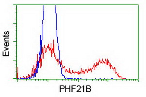 ab119249 at 1/100, staining PHF21B in HEK293T cells transfected with either pCMV6-ENTRY PHF21B overexpress plasmid (Red) or empty vector control plasmid (Blue) by flow cytometry.