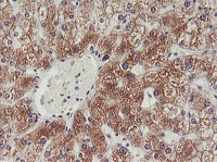 ab119249, at 1/150, staining PHF21B in paraffin-embedded Human Liver tissue by Immunohistochemistry.