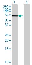 All lanes : Anti-PHF23 antibody (ab67947) at 1/500 dilutionLane 1 : PHF23 transfected 293T lysateLane 2 : Non transfected 293T lysateLysates/proteins at 25 µg per lane.SecondaryGoat Anti-Mouse IgG (H&L)-HRP Conjugate at 1/2500 dilution