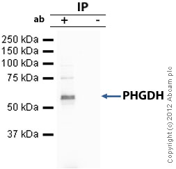 PHGDH was immunoprecipitated using 0.5mg Jurkat whole cell extract, 10µg of Mouse monoclonal to PHGDH and 50µl of protein G magnetic beads (+). No antibody was added to the control (-). The antibody was incubated under agitation with Protein G beads for 10min, Jurkat whole cell extract lysate diluted in RIPA buffer was added to each sample and incubated for a further 10min under agitation.Proteins were eluted by addition of 40µl SDS loading buffer and incubated for 10min at 70oC; 10µl of each sample was separated on a SDS PAGE gel, transferred to a nitrocellulose membrane, blocked with 5% BSA and probed with ab57030.Secondary: Goat polyclonal to mouse IgG light chain specific (HRP) at 1/5000 dilution.Band: 57kDa; PHGDH.