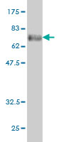 Western blot against tagged recombinant protein immunogen using ab55578 PHKG1 antibody at 1ug/ml.