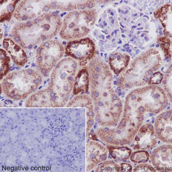 Immunohistochemical analysis of paraffin-embedded rat kidney tissue labeling PHKG1 with ab194112 at 1/250 dilution, followed by prediluted HRP Polymer for Rabbit/Mouse IgG. Counter stained with Hematoxylin.