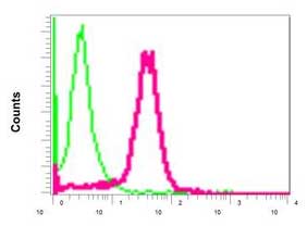 Flow cytometric analysis of permeabilized 293T cells labeling PHKG2 with ab167424 at 1/100 (red) or a rabbit IgG negative (green).
